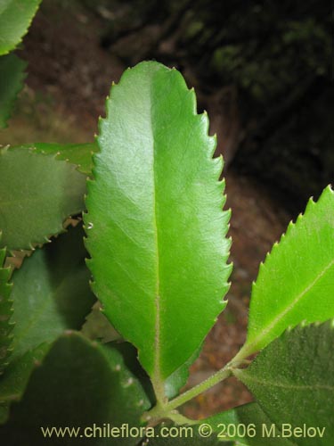Bild von Laureliopsis philippiana (Tepa / Laurela). Klicken Sie, um den Ausschnitt zu vergrössern.